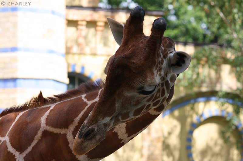 zoo-berlin2010 (36).jpg